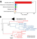 Distribution of viral pathogens and phylogenetic analysis in study of cocirculation of human monkeypox virus clade 1b with varicella-zoster virus, Uganda. A) Viral pathogens detected in monkeypox virus–negative samples by metagenomic next-generation sequencing. Bar plot shows the number of samples in which viruses were identified with a genome coverage >80%. B) Maximum-likelihood phylogenetic tree of varicella-zoster virus sequences. The tree includes 106 high-coverage genome sequences (>80% genome coverage) generated in this study and other publicly available complete genomes from NCBI (accession numbers provided). Most sequences have been collapsed into the triangle at the top, which contains 98 varicella zoster virus sequences generated in this study and 16 publicly available Uganda genomes, together forming a single well-supported clade. Sequences shown individually are those resolving outside that clade: 8 study sequences from Uganda (red), which form 2 distinct lineages, and the 6 publicly available genomes from Ghana, Nigeria and Guinea-Bissau (blue) that are their closest relatives. NCBI, National Center for Biotechnology Information.