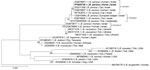 Maximum-likelihood phylogram comparing 272 bp DNA fragment sequences of the flaB gene from the positive horse to sequences from other Borrelia persica and other Borrelia spp. GenBank accession numbers in a study of B. persica exposed horses in Israel. Bold indicates new sequence derived from this study. B. persica genotypes are noted at right. GenBank accession number, species of infected host, and country of origin is provided for each sequence. The Tamura 3-parameter model was used in the construction of this phylogram with bootstrap performed on 1,000 replicates; values >70% are indicated. Scale bar represents the number of nucleotide substitutions per site; branch numbers indicate bootstrap support values, expressed as percentages.