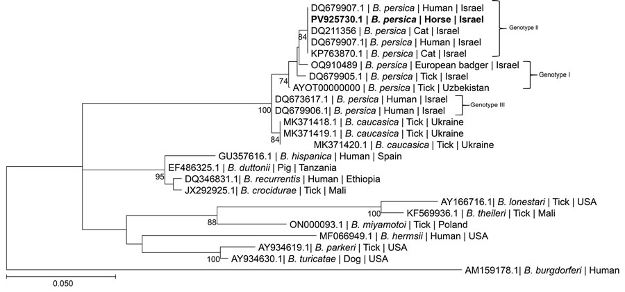 Maximum-likelihood phylogram comparing 272 bp DNA fragment sequences of the flaB gene from the positive horse to sequences from other Borrelia persica and other Borrelia spp. GenBank accession numbers in a study of B. persica exposed horses in Israel. Bold indicates new sequence derived from this study. B. persica genotypes are noted at right. GenBank accession number, species of infected host, and country of origin is provided for each sequence. The Tamura 3-parameter model was used in the construction of this phylogram with bootstrap performed on 1,000 replicates; values >70% are indicated. Scale bar represents the number of nucleotide substitutions per site; branch numbers indicate bootstrap support values, expressed as percentages.