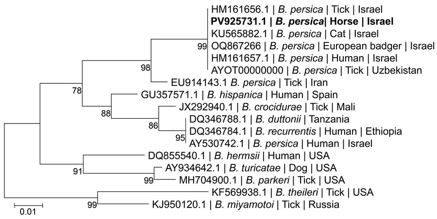 Maximum-likelihood phylogram comparing 224 bp DNA fragment sequences of the glpQ gene from the positive horse sequences from other B. persica and other Borrelia spp. GenBank accessions. Bold indicates new sequence derived from this study . GenBank accession number, species of infected host, and country of origin is provided for each sequence. The Tamura 3-parameter model was used in the construction of this phylogram with bootstrap performed on 1,000 replicates; values >70% are indicated. Scale bar represents the number of nucleotide substitutions per site; branch numbers indicate bootstrap support values, expressed as percentages.