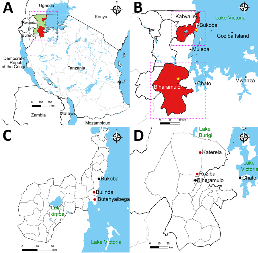 Locations of the 2023 and 2025 Marburg virus outbreaks in Kagera region, northwest Tanzania. A) The outbreaks occurred in northwest Tanzania, west of Lake Victoria, in Bukoba Rural and Biharamulo districts of the Kagera region. The region borders Uganda, Burundi and Rwanda. Green shading indicates Kagera region. Red shading indicates the affected districts. B) Expanded view of boxed area from panel A shows epicenters for both outbreaks (stars). Upper box marks the location of the 2023 outbreak in a village south of Bukoba town; lower box marks the location of the second outbreak in a village north of Biharamulo town. C) Locations of the 2023 outbreak in Bukoba Rural district. Red dots indicate affected villages. D) Locations of the 2025 outbreak in Biharamulo district. Red dots indicate affected villages.