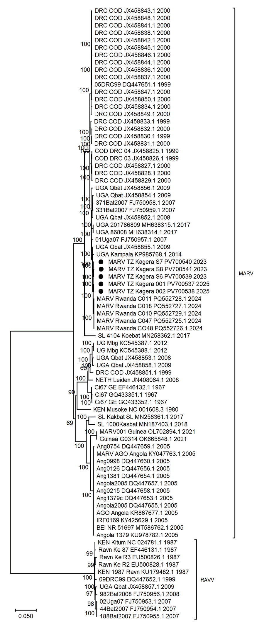 Maximum-likelihood phylogenetic tree from study of 2023 and 2025 MARV outbreaks in Kagera region, northwest Tanzania. Tree was reconstructed using 82 MARV complete genome sequences, including sequences responsible for the 2023 and 2025 outbreak in Tanzania described in this study (black dots) and previously reported sequences acquired from GenBank (accession numbers provided). Node values show the percentage of bootstrap support. Scale bar indicates nucleotide substitution per site. Ang, Angola; DRC, Democratic Republic of the Congo; KEN, Kenya; MARV, Marburg virus; NETH, the Netherlands; SL, Sierra Leone; UG or UGA, Uganda.