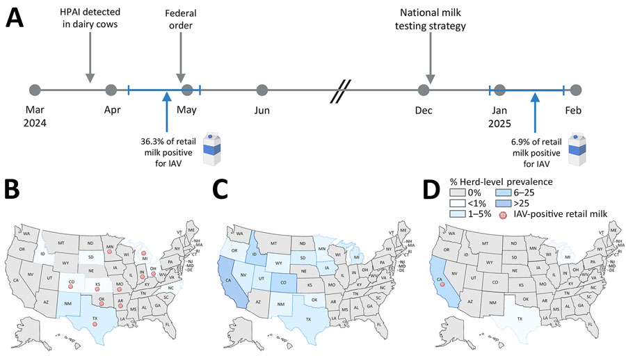 Timeline and geographic distribution of influenza A(H5N1) outbreaks in dairy cattle herds in study of retail milk monitoring of influenza A(H5N1) in dairy cattle, United States, 2024–2025. A) Timeline of detections and federal interventions. B–D) Locations of confirmed H5N1 outbreaks in dairy herds, standardized as the prevalence of infected herds relative to the total number of herds per state, on the basis of 2022 US Department of Agriculture (USDA) Census of Agriculture data (6). A) USDA reported outbreaks (n = 36), March 25–May 3, 2024; B) USDA reported outbreaks (n = 701), May 4–December 8, 2024); C) USDA reported outbreaks (n = 218), December 9, 2024–January 29, 2025. The red virion marks the state of processing plants where influenza A virus–positive retail milk was identified. Maps were generated using BioRender (https://BioRender.com). HPAI, highly pathogenic avian influenza; IAV, influenza A virus.