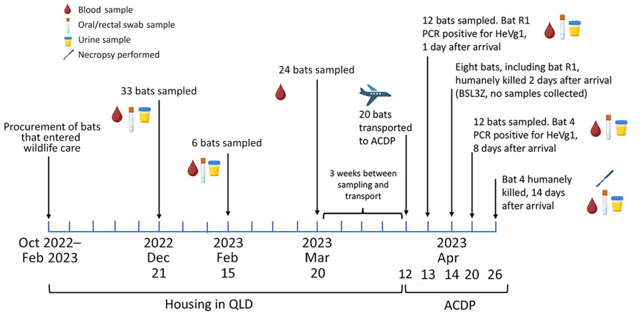 Timeline of events from inclusion of flying foxes in Queensland through to housing at ACDP from study of natural HeV infections in captive Australian black flying foxes, Queensland, Australia. Bats were added to the study as they became available December 2022–February 2023 after entering the care of bat rehabilitators in Queensland due to injuries. Samples collected from bat 4 at necropsy day 14 after arrival at ACDP included lung, liver, kidney, spleen, heart, ileum, large intestine, jejunum, salivary gland, retropharyngeal lymph node, submandibular lymph node, gonad, brain, cerebellum, urine, plasma, nasal wash, and oral and rectal swabs. Samples collected from individual bats are indicated on the timeline and included blood samples for serology and oral/rectal swab and urine samples for PCR. Urine was collected underneath individual cages for PCR testing on all days during the housing period at ACDP. ACDP, Australian Centre for Disease Preparedness; BSL, Biosafety Level; HeV, Hendra virus; HeVg1, HeV genotype 1 variant.