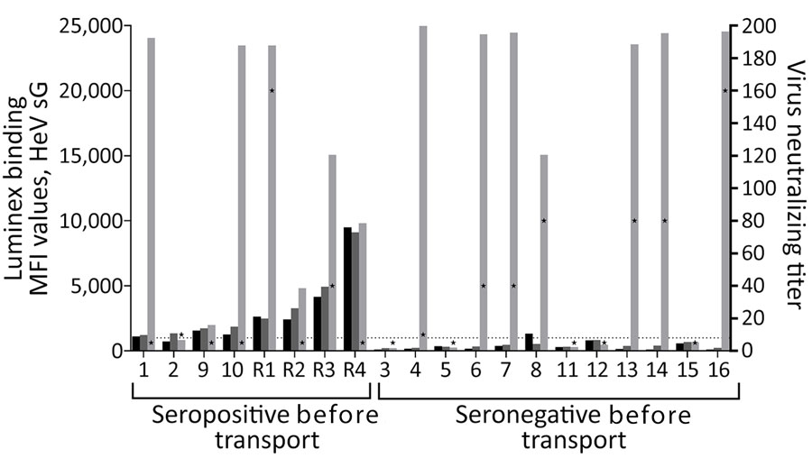 HeV serology of 20 flying foxes following arrival at Australian Centre for Disease Preparedness (ACDP) for a study of natural Hendra virus infections in captive Australian black flying foxes, Queensland, Australia. Detection of antibodies against HeV sG by an in-house Luminex indirect antibody binding serology assay in 20 flying foxes monitored in Queensland in December 2022 and February 2023 (black bars) and March 2023 (dark gray bars) before transport and 1 day after arrival at ACDP (light gray bars). Luminex data displayed as bars (left y-axis) representing MFI. Virus neutralization tests shown as star symbols (right y-axis). Samples with MFI >1000 (dotted line) considered positive. MFI values classified as high (>10,000), medium (4,000–10,000), low (1,000–4,000), and negative (<1,000). Virus neutralization test results were performed only on samples collected 1 day after arrival at ACDP. Bat identification numbers are indicated on the x-axis. All Luminex serologic testing on samples collected in Queensland and ACDP were performed at ACDP on a Bioplex 200 Array system integrated with Bio-Plex Manager Software 6.2 (Bio-Rad Laboratories, https://www.bio-rad.com). MFI, median fluorescence intensity.