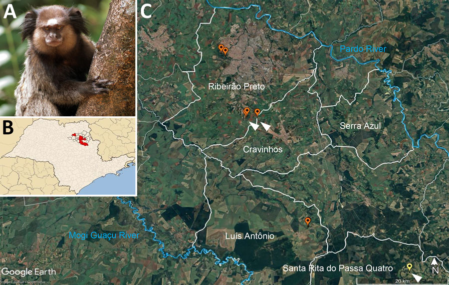 Location and example species for yellow fever virus (YFV) surveillance in Callithrix spp. marmosets during epizootic outbreak, Brazil, 2024–2025. A) C. penicillata marmoset. Source: Miguelrangeljr, CC BY-SA 3.0, via Wikimedia Commons, https://creativecommons.org/licenses/by-sa/3.0. B) São Paulo state map with dark lines highlighting the municipalities of the regional Epidemiologic Surveillance Group; red indicates areas affected by yellow fever. Map created by Raphael Lorenzeto de Abreu on WikiMedia (https://commons.wikimedia.org/w/index.php), modified by the authors and used according to permissions. C) Partial aerial view of the Ribeirão Preto region. White outlines represent borders of municipalities where YFV was detected during July 2024–June 2025. Orange dots indicate locations where YFV-positive C. penicillata marmosets were found; yellow dot indicates confirmed human yellow fever case; white arrowheads indicate areas without Alouatta spp. howler monkeys. Map from Google Earth, 2025 (https://earth.google.com).