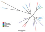 Maximum-likelihood phylogeny of herpes simplex virus 1 (HSV-1) created for study of HSV-1 in trigeminal ganglia of trafficked neotropical primates, Peru, 2024. Tree constructed from ≈4 kb of the UL30 DNA polymerase gene, applying the general time reversible substitution model with 1,000 bootstrap replicates. Red text indicates full-length HSV-1 DNA polymerase gene sequences detected in trigeminal ganglia of 4 primates from Peru. For comparison, we selected 16 additional reference sequences from GenBank (accession numbers provided) to represent diverse geographic regions worldwide. Phylogenetic analysis suggests a genetically diverse origin of HSV-1 infections in the primates evaluated, likely derived from genetically distinct introductions (spillovers). Sequences deposited in GenBank (accession nos. PV105585 [primate NE-004-24], PV105590 [primate NE-015-24], PV105591 [primate NE-020-24], and PV105598 [primate NE-033-24]). 