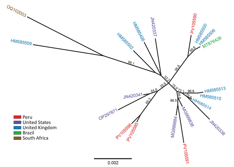 Maximum-likelihood phylogeny of herpes simplex virus 1 (HSV-1) created for study of HSV-1 in trigeminal ganglia of trafficked neotropical primates, Peru, 2024. Tree constructed from ≈4 kb of the UL30 DNA polymerase gene, applying the general time reversible substitution model with 1,000 bootstrap replicates. Red text indicates full-length HSV-1 DNA polymerase gene sequences detected in trigeminal ganglia of 4 primates from Peru. For comparison, we selected 16 additional reference sequences from GenBank (accession numbers provided) to represent diverse geographic regions worldwide. Phylogenetic analysis suggests a genetically diverse origin of HSV-1 infections in the primates evaluated, likely derived from genetically distinct introductions (spillovers). Sequences deposited in GenBank (accession nos. PV105585 [primate NE-004-24], PV105590 [primate NE-015-24], PV105591 [primate NE-020-24], and PV105598 [primate NE-033-24]). 