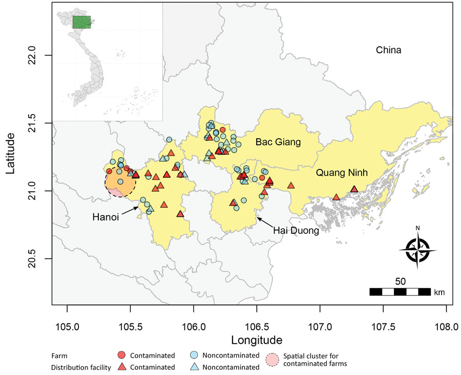 Geographic area and sites for study of avian influenza virus A(H9N2) prevalence across chicken production and distribution networks, Bac Giang, Hanoi, Hai Duong, and Quang Ninh Provinces, Vietnam, March 2021–March 2022. The 4 study provinces and the individual sites (farms and distribution facilities) are shown alongside the detection of avian influenza viruses (contaminated defined as >1 positive sample; noncontaminated defined as all samples testing negative) and the spatiotemporal cluster of contaminated farms. The 2 other farms that appear located in the cluster were not sampled during the temporal window.