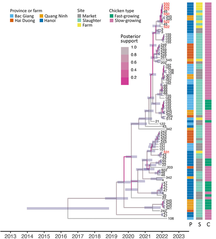 Time-scaled phylogenies of hemagglutinin sampled avian influenza virus A(H9N2) virus genomes in study of H9N2 virus prevalence across chicken production and distribution networks, Bac Giang, Hanoi, Hai Duong, and Quang Ninh Provinces, Vietnam, March 2021–March 2022. Tree tips are labeled by the unique sampled site identification; red text indicates sequences from 3 farms in the spatiotemporal cluster. Heatmaps indicate province, site type, and chicken type of each sequence. C, chicken type; P, province; S, site type.