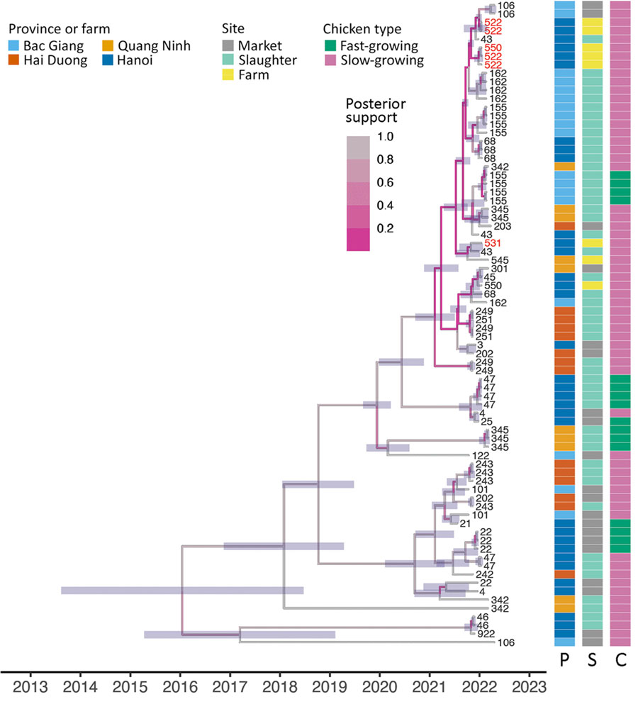Time-scaled phylogenies of neuraminidase of sampled avian influenza virus A(H9N2) virus genomes in study of H9N2 virus prevalence across chicken production and distribution networks, Bac Giang, Hanoi, Hai Duong, and Quang Ninh Provinces, Vietnam, March 2021–March 2022. Tree tips are labeled by the unique sampled site identification; red text indicates sequences from 3 farms in the spatiotemporal cluster. Heatmaps indicate province, site type, and chicken type of each sequence. C, chicken type; P, province; S site type.