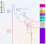 Unrooted phylogenetic tree based on core genome alignment of 51 Shiga toxin–producing Escherichia coli isolates from study of hemolytic uremic syndrome outbreak in adults and Shiga toxin–producing Escherichia coli negative for locus of enterocyte effacement, France, 2025. shown are the France 2025 outbreak strain (HC5 326896, in purple) and other strains with the same core-genome multilocus sequence typing HC200 2073 group identified in EnteroBase and GenBank (Appendix Table A1, https://wwwnc.cdc.gov/EID/article/32/4/25-1417-App1.pdf). Isolates are divided into 2 main groups, A and B, in accordance with their phylogenetic distribution. Only HC5 comprising >2 genomes are colored. Figures 1–3 are combined in Appendix Figure 1.