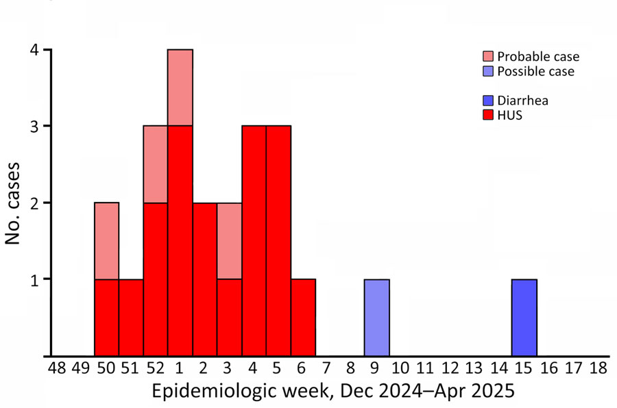 Quadruplex PCR results from study of hemolytic uremic syndrome outbreak in adults and Shiga toxin–producing Escherichia coli negative for locus of enterocyte effacement, France, 2025. We performed quadruplex PCR on fecal extracts targeting 2 chromosomic genes: O77 g (wzy) (609-bp) and neuS K92 (247-bp), and 2 loci on the 134 kb plasmid: elt (163-bp) and the phytase-tpx region (285-bp). Wells 1 to 4, fecal samples (stx2+ but culture negative) positive for both chromosomal and plasmid targets (P+) defining probable cases. Well 5, fecal samples positive only for chromosomal targets defining possible case. Well 6, fecal specimen from patient with isolate CNREC-004–43, which had lost its 134kb plasmid probably in vivo. Well 7, specimen from patient with isolate CNREC-004-49, showing plasmid target signals absent in the corresponding isolate DNA, suggesting partial plasmid loss in vitro (Figure 3). Wells 8–10, fecal extracts from patients with outbreak isolates harboring the complete 134kb plasmid (CNREC-004-17, -33 and -50). Well 11, negative control.