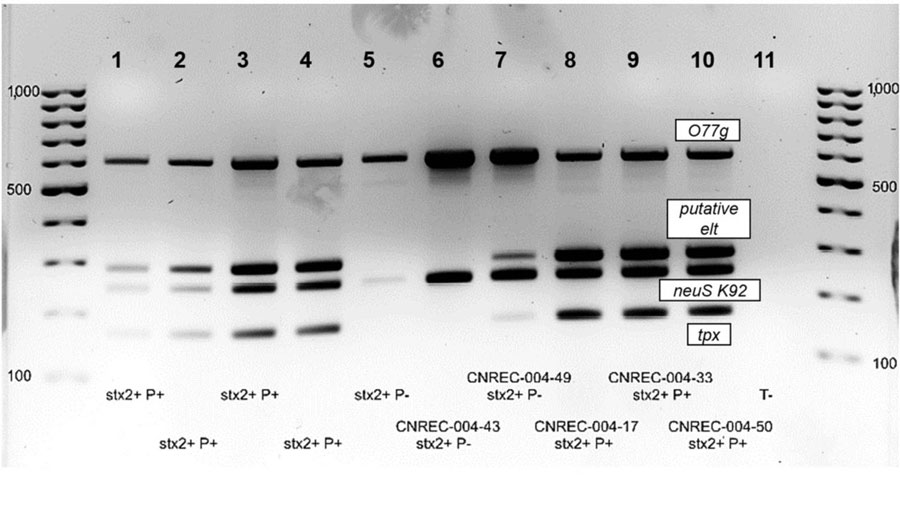 Representation of the 134-kb plasmid from isolate CNREC-004-31 in study of hemolytic uremic syndrome outbreak in adults and Shiga toxin–producing Escherichia coli negative for locus of enterocyte effacement, France, 2025. Annotated genes were categorized by function.