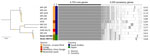 Midpoint-rooted maximum-likelihood tree based on 4,753 core genes of Mycobacterium riyadhense isolates from study of Mycobacterium riyadhense pulmonary disease after relocation from Saudi Arabia to Japan. Strains 484719 and 537489 (bold), obtained from clinical specimens in this study, were more closely related to strains MR-193 and DSM 45176 from Saudi Arabia. Yellow circles indicate ultrafast bootstrap values of 100%. Numbers at right indicate the number of coding sequences detected. Scale bar represents 0.001 substitutions per site.