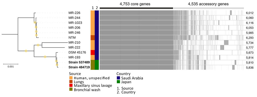Midpoint-rooted maximum-likelihood tree based on 4,753 core genes of Mycobacterium riyadhense isolates from study of Mycobacterium riyadhense pulmonary disease after relocation from Saudi Arabia to Japan. Strains 484719 and 537489 (bold), obtained from clinical specimens in this study, were more closely related to strains MR-193 and DSM 45176 from Saudi Arabia. Yellow circles indicate ultrafast bootstrap values of 100%. Numbers at right indicate the number of coding sequences detected. Scale bar represents 0.001 substitutions per site.
