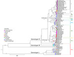 Bayesian phylogeny of 100 coding sequences from a retrospective phylogenetic analysis of Mayaro virus, French Guiana, 1996–2024. Maximum clade credibility tree inferred by using the general time-reversible with gamma distribution and invariant site substitution model, under a strict clock and Bayesian skyline coalescent prior. The tree was generated by using TreeAnnotator version 1.10.4 (BEAST Developers, https://beast.community/treeannotator), and the resulting time-scaled phylogenies were visualized with FigTree version 1.4.3 (https://tree.bio.ed.ac.uk/software/ﬁgtree). The tree includes major genotypes L, N, and D, and sublineages 1 and 2. The amino acid motifs at positions 1714–1716 are shown in color on the right side of the figure; triangles indicate strains with STV deletions. Bootstrap support values are indicated on the corresponding branches; a value of 1 corresponds to 100% bootstrap support. GenBank accession numbers are provided. Scale bar indicates nucleotide substitutions per site. 