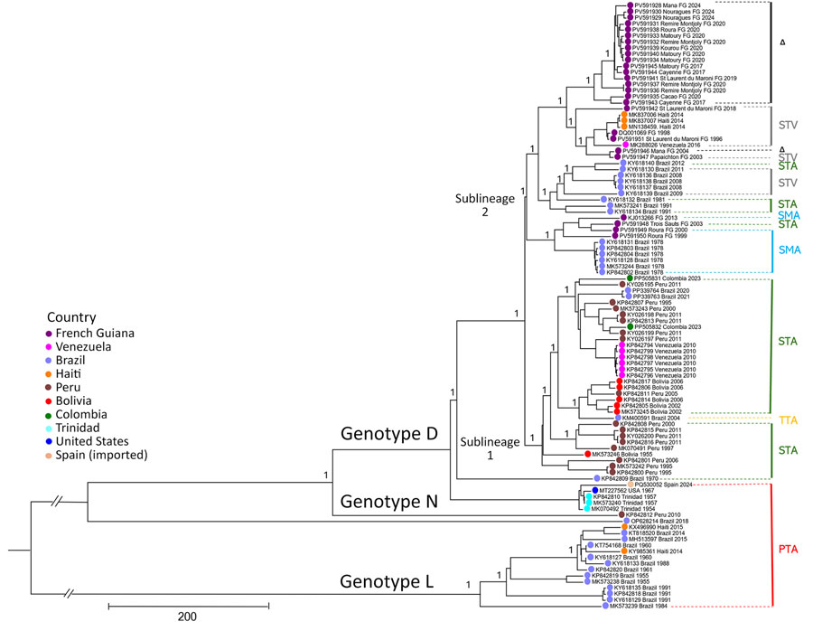Bayesian phylogeny of 100 coding sequences from a retrospective phylogenetic analysis of Mayaro virus, French Guiana, 1996–2024. Maximum clade credibility tree inferred by using the general time-reversible with gamma distribution and invariant site substitution model, under a strict clock and Bayesian skyline coalescent prior. The tree was generated by using TreeAnnotator version 1.10.4 (BEAST Developers, https://beast.community/treeannotator), and the resulting time-scaled phylogenies were visualized with FigTree version 1.4.3 (https://tree.bio.ed.ac.uk/software/ﬁgtree). The tree includes major genotypes L, N, and D, and sublineages 1 and 2. The amino acid motifs at positions 1714–1716 are shown in color on the right side of the figure; triangles indicate strains with STV deletions. Bootstrap support values are indicated on the corresponding branches; a value of 1 corresponds to 100% bootstrap support. GenBank accession numbers are provided. Scale bar indicates nucleotide substitutions per site. 