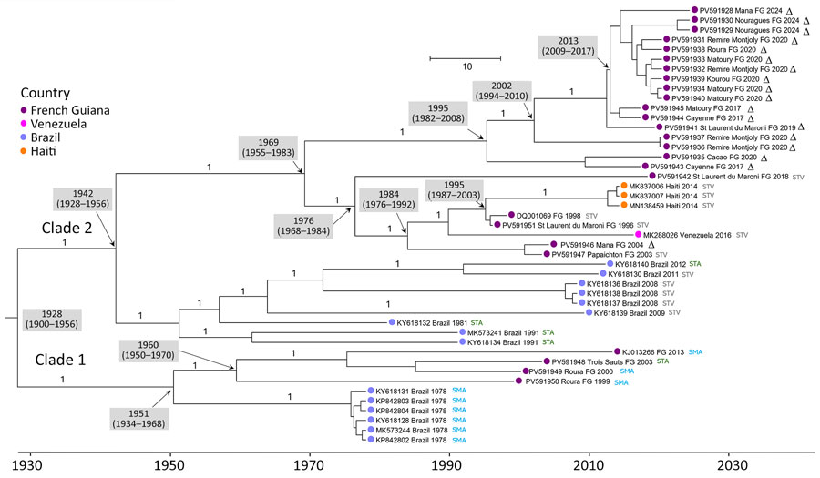 Bayesian phylogeny of 45 selected genotype D sublineage 2 coding sequences from a retrospective phylogenetic analysis of Mayaro virus, French Guiana, 1996–2024. Maximum clade credibility tree inferred by using the general time-reversible with gamma distribution and invariant site substitution model, under a strict clock and Bayesian skyline coalescent prior. The tree was generated by using TreeAnnotator version 1.10.4 (BEAST Developers, https://beast.community/treeannotator), and the resulting time-scaled phylogenies were visualized with FigTree version 1.4.3 (https://tree.bio.ed.ac.uk/software/ﬁgtree). Amino acid motifs at positions 1714–1716 are indicated by color at the terminal nodes of each sequence. Gray shaded boxes indicate dates of time to most recent common ancestor (95% highest posterior density). Bootstrap support values are indicated on the corresponding branches; a value of 1 corresponds to 100% bootstrap support. GenBank accession numbers are provided. Scale bar indicates nucleotide substitutions per site. 