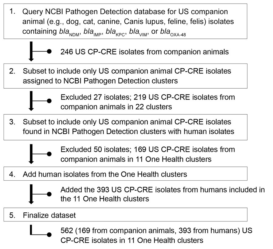 Workflow for identification and inclusion of genetically related US companion animal and human CP-CRE isolates using the NCBI Pathogen Detection database used in study of genetically similar high-risk strains of carbapenemase-producing Enterobacterales in humans and companion animals, United States. CP-CRE, carbapenemase-producing carbapenem-resistant Enterobacterales; IMP, imipenemase metallo-β-lactamase; KPC, K. pneumoniae carbapenemase; NCBI, National Center for Biotechnology Information; NDM, New Delhi metallo-β-lactamase; OXA, oxacillinase; VIM, Verona integron-encoded metallo-β-lactamase.