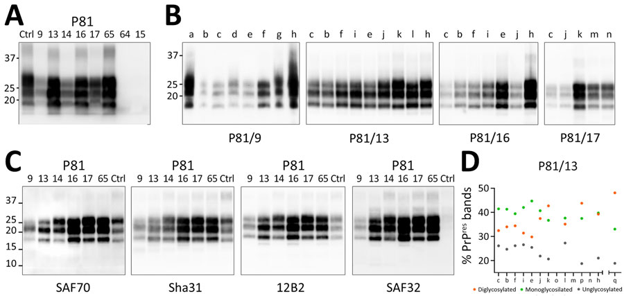 Detection and characterization of the PrPres of scrapie prion protein (PrPSc) from brain tissues of dromedary camels, Tunisia, 2019–2021. A) PrPres detected using TeSeE Western blot kit (Bio-Rad Laboratories, https://www.bio-rad.com). Membrane probed with the Sha31 monoclonal antibody. Loading order (left to right): ovine scrapie control, Tunisian camel prion disease–positive cases (animal no. P81/9–65) and Tunisian camel prion disease–negative samples (animal nos. P81/64 and P81/15). All samples, except for P81/64 and P81/15, were diluted 1:4 prior to electrophoresis and loaded at 3.75 mg tissue equivalent per lane. The negative samples were loaded at 15 mg tissue equivalent per lane. Approximate molecular weights (expressed in kDa) are reported at top of blot. B) Representative Western blot analysis of different available brain regions from selected positive cases. Brain tissues analyzed using the ISS (Istituto Superiore di Sanità) discriminatory Western blot protocol. Case identifiers indicated below each blot. Corresponding brain regions labeled at the top: a, striatum; b, frontal cortex; c, prefrontal cortex; d, capsule; e, occipital cortex; f, parietal cortex; g, cerebellar peduncle; h, cerebellum; i, temporal cortex; j, basal ganglia; k, thalamus; l, hippocampus; m, midbrain; n, medulla oblongata; o, hypothalamus; p, pons; q, scrapie. All membranes probed with the 12B2 antibody, except for P81/17, which was probed with L42. Tissue equivalents loaded per lane: 2 mg for P81/9 and 0.5 mg for P81/13, P81/16, and P81/17. Molecular weights (in kDa) are indicated on the left of blot. C) Representative replica blots showing the epitope mapping analysis of PrPres from brain homogenates of positive dromedary camel cases. A preliminary assessment of dromedary PrPres reactivity with a panel of monoclonal antibodies was performed to identify suitable diagnostic tools for camel prion disease and to characterize PrPres. Within each antibody group, the antibody with the best sensitivity toward dromedary PrPSc was chosen for epitope mapping (Appendix Table 2, Figure 1). In addition, the SAF32 antibody, which targets the octarepeat region, was included to enable comparison with scrapie, in which this epitope is partially lost. The brain areas analyzed for each sample were as follows: P81/9, prefrontal cortex; P81/13, frontal cortex; P81/14, thalamus; P81/16, parietal cortex; P81/17, prefrontal cortex; P81/65, not identifiable; scrapie, medulla oblongata. A scrapie-affected sheep sample was included as control in last lane of each blot. Molecular weights (expressed in kDa) reported on the left of blot. Membranes were probed with monoclonal antibodies indicated below each blot. D) Relative proportions of diglycosylated, monoglycosylated, and unglycosylated PrPres bands in each available brain region of animal P81/13. Scrapie is shown on the right for comparison. Quantifications were performed on membrane probed with 12B2 antibody. Ctrl, control; PrPres, proteinase K-resistant core.