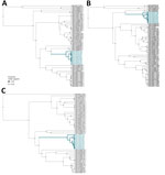 Phylogenetic reconstruction of samples from Washington, USA, of Sin Nombre virus in context of virus diversity in the United States, 2023. A) Small segment; B) medium segment; C) large segment. Blue highlighting indicates clade grouping of Washington samples generated in this study. MIMO indicates sequences from Microtus montanus montane voles. PESO indicates sequences from Peromyscus sonoriensis western deer mice. 
