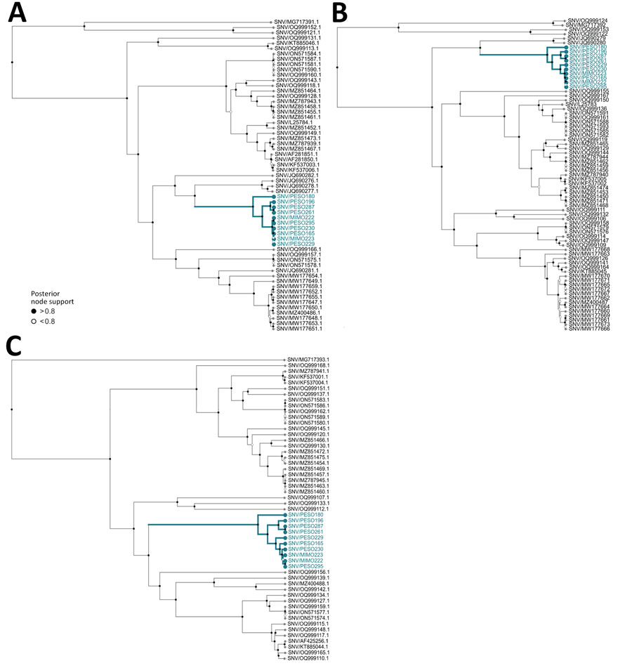 Phylogenetic reconstruction of samples from Washington, USA, of Sin Nombre virus in context of virus diversity in the United States, 2023. A) Small segment; B) medium segment; C) large segment. Blue highlighting indicates clade grouping of Washington samples generated in this study. MIMO indicates sequences from Microtus montanus montane voles. PESO indicates sequences from Peromyscus sonoriensis western deer mice. 