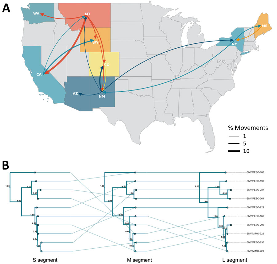 Evolutionary dynamics of Sin Nombre virus sequences, Washington, USA, 2023. A) Phylogeographic reconstruction of movements between discrete states using Markov jumps. Curve weight reflects Bayes factor support. B) Tanglegram showing topologic changes across segment trees. Connecting lines link variants. Major shifts indicate reassortment. Posterior node support shown at each node. L, large; M, medium; S, small.