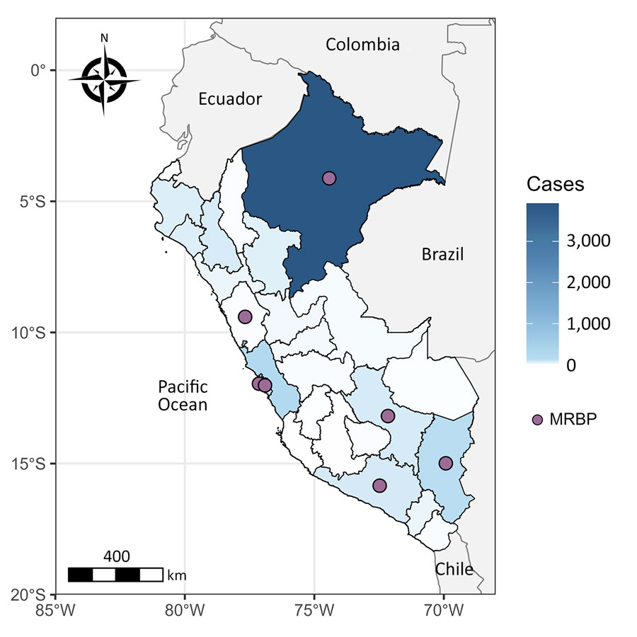 Geographic distribution of confirmed pertussis cases and MRBP cases in Peru, 2025. Regional shading shows cumulative confirmed pertussis cases since epidemiologic week 53 of 2025; darker blue indicates higher case counts. Purple circles indicate regions where patients carrying B. pertussis strains with the macrolide resistance–associated A2047G mutation were detected. MRBP, macrolide-resistant Bordetella pertussis.
