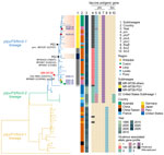 Maximum-likelihood phylogenetic tree of Bordetella pertussis isolates on the basis of genome-wide single-nucleotide polymorphism analysis, showing macrolide-resistant isolates from Peru within the emerging MR-MT28 lineage (red text) among globally distributed strains. Tohama I (NC_002929) was used as the reference genome. PRN, pertactin.