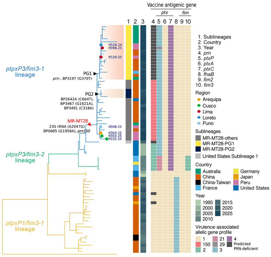 Maximum-likelihood phylogenetic tree of Bordetella pertussis isolates on the basis of genome-wide single-nucleotide polymorphism analysis, showing macrolide-resistant isolates from Peru within the emerging MR-MT28 lineage (red text) among globally distributed strains. Tohama I (NC_002929) was used as the reference genome. PRN, pertactin.