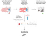 Timeline of events from study of swine-origin influenza A(H1N1) virus in pigs and farmer, Switzerland, November 2023. Image depicts the chronology of symptoms in pigs and humans, sampling dates, and household investigations, along with corresponding qRT-PCR results. Figure created in BioRender (Mwanga M, 2025, https://BioRender.com/te6k5rt). IAV, influenza A virus;ILI, influenza-like illness; NRCI, National Reference Centre for Influenza, Switzerland; M, matrix; qRT-PCR, quantitative reverse transcription PCR; ZIV, Institute of Virology, Vetsuisse Faculty, University of Zurich; –, negative; +, positive. 