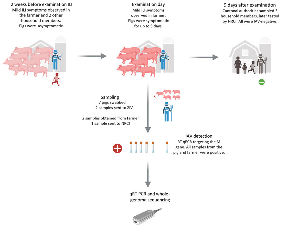 Timeline of events from study of swine-origin influenza A(H1N1) virus in pigs and farmer, Switzerland, November 2023. Image depicts the chronology of symptoms in pigs and humans, sampling dates, and household investigations, along with corresponding qRT-PCR results. Figure created in BioRender (Mwanga M, 2025, https://BioRender.com/te6k5rt). IAV, influenza A virus;ILI, influenza-like illness; NRCI, National Reference Centre for Influenza, Switzerland; M, matrix; qRT-PCR, quantitative reverse transcription PCR; ZIV, Institute of Virology, Vetsuisse Faculty, University of Zurich; –, negative; +, positive.