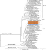 Maximum-likelihood phylogenetic tree from study of swine-origin influenza A(H1N1) virus in pigs and farmer, Switzerland, November 2023. We mapped hemagglutinin (HA) gene codon sequences, showing lineage classification of the study swine H1N1 virus based on lineage reference sequences and HA-H1 sequences from viruses identified in Switzerland and other Europe countries (2020–2023). The tree shows classification based on the 3 major swine H1N1 lineages: 1A, 1B, and 1C. Orange shading indicates swine H1N1 HA sequences from pig samples; blue indicates sequence from the farmer. Other swine H1N1 HA sequences from Switzerland are marked with asterisks: blue for those identified in pig samples and red for those identified in human samples. Study sequences cluster within the Eurasian avian-like lineage clade 1C.2.2. Pig sequences from previous years are grouped in clades 1C.2.1. and 1C.2.2. Scale bar indicates substitutions per site. 