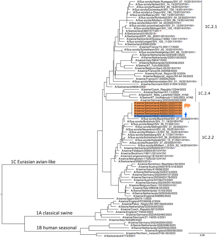 Maximum-likelihood phylogenetic tree from study of swine-origin influenza A(H1N1) virus in pigs and farmer, Switzerland, November 2023. We mapped hemagglutinin (HA) gene codon sequences, showing lineage classification of the study swine H1N1 virus based on lineage reference sequences and HA-H1 sequences from viruses identified in Switzerland and other Europe countries (2020–2023). The tree shows classification based on the 3 major swine H1N1 lineages: 1A, 1B, and 1C. Orange shading indicates swine H1N1 HA sequences from pig samples; blue indicates sequence from the farmer. Other swine H1N1 HA sequences from Switzerland are marked with asterisks: blue for those identified in pig samples and red for those identified in human samples. Study sequences cluster within the Eurasian avian-like lineage clade 1C.2.2. Pig sequences from previous years are grouped in clades 1C.2.1. and 1C.2.2. Scale bar indicates substitutions per site.