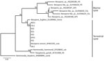 Phylogenetic relationships among Neospora caninum–like species that circulate in a marine cycle compared with terrestrial-sourced species from study of N. caninum infection in marine mammals stranding in the northeastern Pacific Ocean region. Neighbor-joining consensus tree shows marine strains that commonly infect pinnipeds and terrestrial strains (GenBank accession numbers PX529932–8) that transferred from land to sea to infect 5 species of pinnipeds. Evolutionary distances computed using the Tamura-Nei genetic distance model at the complete internal transcribed spacer 1 locus. Tree inferred using the outgroup sequence from Hammondia heydorni to root the tree; 1,000 bootstrap values listed at supported nodes. NES, northern elephant seal (Mirounga angustirostris); CSL, California sea lion (Zalophus californianus); HS, harbor seal (Phoca vitulina); GFS, Guadalupe fur seal (Arctocephalus townsendi); SSL, Steller sea lion (Eumetopias jubatus); SO, sea otter (Enhydra lutris).