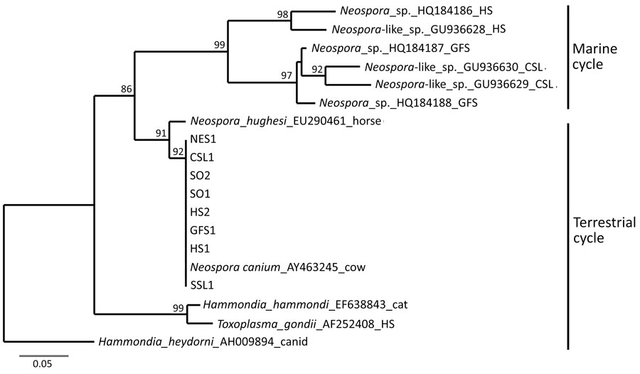 Phylogenetic relationships among Neospora caninum–like species that circulate in a marine cycle compared with terrestrial-sourced species from study of N. caninum infection in marine mammals stranding in the northeastern Pacific Ocean region. Neighbor-joining consensus tree shows marine strains that commonly infect pinnipeds and terrestrial strains (GenBank accession numbers PX529932–8) that transferred from land to sea to infect 5 species of pinnipeds. Evolutionary distances computed using the Tamura-Nei genetic distance model at the complete internal transcribed spacer 1 locus. Tree inferred using the outgroup sequence from Hammondia heydorni to root the tree; 1,000 bootstrap values listed at supported nodes. NES, northern elephant seal (Mirounga angustirostris); CSL, California sea lion (Zalophus californianus); HS, harbor seal (Phoca vitulina); GFS, Guadalupe fur seal (Arctocephalus townsendi); SSL, Steller sea lion (Eumetopias jubatus); SO, sea otter (Enhydra lutris).