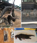 Animals collected for an investigation of Orthopoxvirus antibodies in feral mammals in mpox outbreak areas, Nigeria, 2021–2022. A) Freshly hunted giant pouched rat and stripped ground squirrel at bushmeat market in Ondo State. B) Trapped giant pouched rat in Yola in northern Adamawa state. C) Feral cats that inadvertently entered a Tomahawk live trap. D) Marsh mongoose bought at a wildlife market in Idanre Ondo state.  