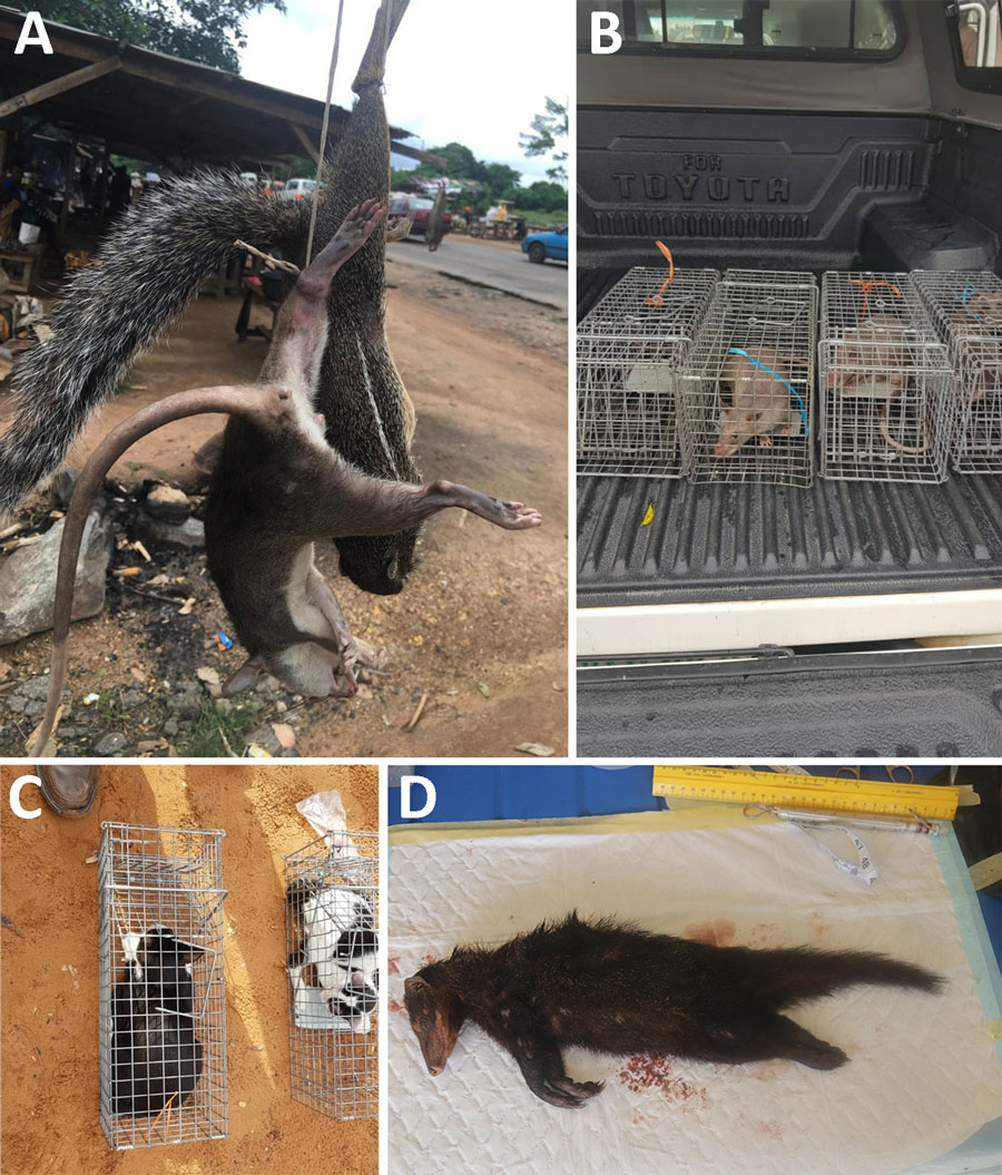Animals collected for an investigation of Orthopoxvirus antibodies in feral mammals in mpox outbreak areas, Nigeria, 2021–2022. A) Freshly hunted giant pouched rat and stripped ground squirrel at bushmeat market in Ondo State. B) Trapped giant pouched rat in Yola in northern Adamawa state. C) Feral cats that inadvertently entered a Tomahawk live trap. D) Marsh mongoose bought at a wildlife market in Idanre Ondo state.  