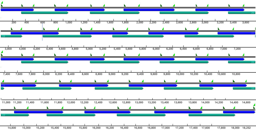 Positions of primers used for NiVliSeq amplification panel in study of Nipah virus shedding in urine from fruit bats, Sri Lanka, 2018–2019. Blue and green represent 2 nonoverlapping primer pools to which the primers were added.