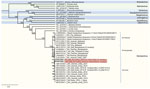 Phylogenetic reconstruction of subfamily Orthoparamyxovirinae viruses in study of NiV shedding in urine from fruit bats, Sri Lanka, 2018–2019. The alignment is based on the partial large gene (7,977 nt) coding for the RNA-dependent RNA polymerase. Calculation was done using a MrBayes Markov chain Monte Carlo approach of molecular clock reconstruction based on the general time reversible model with the parameters set at 1 million replicates, 4 chains, and burn-in at 10%. Blue shading and green shading indicate distinct genera of paramyxoviruses. Red shading highlights the novel strains from Sri Lanka. Node numbers indicate posterior probability. We used a simian orthorubulavirus as an outgroup. Scale bar indicates branch length. NiV, Nipah virus; P. medius, Pteropus medius. 