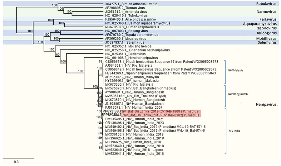 Phylogenetic reconstruction of subfamily Orthoparamyxovirinae viruses in study of NiV shedding in urine from fruit bats, Sri Lanka, 2018–2019. The alignment is based on the partial large gene (7,977 nt) coding for the RNA-dependent RNA polymerase. Calculation was done using a MrBayes Markov chain Monte Carlo approach of molecular clock reconstruction based on the general time reversible model with the parameters set at 1 million replicates, 4 chains, and burn-in at 10%. Blue shading and green shading indicate distinct genera of paramyxoviruses. Red shading highlights the novel strains from Sri Lanka. Node numbers indicate posterior probability. We used a simian orthorubulavirus as an outgroup. Scale bar indicates branch length. NiV, Nipah virus; P. medius, Pteropus medius.
