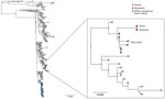Phylogeny of West Nile virus lineage 2 highlighting sequences from the infected donor and recipient in case of donor-derived West Nile virus infection in kidney transplant recipients, France, 2025. Maximum-likelihood phylogeny was reconstructed with IQ-TREE version 1.6.12 (https://iqtree.github.io/release/v1.6.12). The best-fit nucleotide substitution model was selected using ModelFinder (https://iqtree.github.io/ModelFinder), and branch support was evaluated with ultrafast bootstrap approximation using 1,000 replicates. We used 226 sequences representative of the phylogenetic diversity within lineage 2 (subsampled from a comprehensive set of public sequences from GenBank accessed via Pathoplexus, https://doi.org/10.62599/PP_SS_67.1), including those from the donor and recipient produced in this study, as well as other sequences from France, including those from Provence-Alpes Côte d’Azur (PACA) region. The length of the branches is proportional to the degree of divergence.