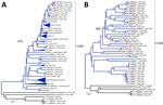 Phylogenetic analysis of CVA9 sequences from samples collected from a pediatric patient with severe inflammatory cardiomyopathy caused by CVA9, northeastern France, 2024, and reference sequences. A) All available CVA9 sequences from GenBank containing the complete VP1 (1D) gene (with a maximum of 25 missing bases at either end) aligned with CVA9 sequences obtained in this study and in France during 2024–2025. B) All available CVA9 sequences from GenBank containing the complete genome sequence (entire open reading frame with <60 bases missing from the 5′ UTR) aligned with CVA9 sequences obtained in this study and in France during 2024–2025, along with selected echovirus reference strains. We conducted sequence alignment by using BioEdit version 7.2.5 (https://thalljiscience.github.io/page2.html) and constructed phylogenetic trees by using the neighbor-joining method and the Tamura-Nei substitution model in MEGA 5 (http://www.megasoftware.net) We assessed the robustness of tree nodes with 1,000 bootstrap replicates; only bootstrap values >70% are shown. Pink circles indicate sequences generated in this study, red circles indicate CVA9 isolates from France in 2025, and green circles indicate CVA9 isolates from France in 2024. Sequences with close phylogenetic relationships were grouped into clusters, annotated with the country of origin and the range of isolation years. Clusters without specific geographic annotation contained sequences isolated from multiple continents. Branch numbers indicate bootstrap values. Scale bars represent substitutions per site. CVA9, coxsackievirus A9; VP, viral protein; WG, whole-genome.