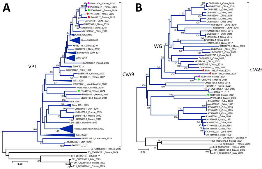 Phylogenetic analysis of CVA9 sequences from samples collected from a pediatric patient with severe inflammatory cardiomyopathy caused by CVA9, northeastern France, 2024, and reference sequences. A) All available CVA9 sequences from GenBank containing the complete VP1 (1D) gene (with a maximum of 25 missing bases at either end) aligned with CVA9 sequences obtained in this study and in France during 2024–2025. B) All available CVA9 sequences from GenBank containing the complete genome sequence (entire open reading frame with <60 bases missing from the 5′ UTR) aligned with CVA9 sequences obtained in this study and in France during 2024–2025, along with selected echovirus reference strains. We conducted sequence alignment by using BioEdit version 7.2.5 (https://thalljiscience.github.io/page2.html) and constructed phylogenetic trees by using the neighbor-joining method and the Tamura-Nei substitution model in MEGA 5 (http://www.megasoftware.net) We assessed the robustness of tree nodes with 1,000 bootstrap replicates; only bootstrap values >70% are shown. Pink circles indicate sequences generated in this study, red circles indicate CVA9 isolates from France in 2025, and green circles indicate CVA9 isolates from France in 2024. Sequences with close phylogenetic relationships were grouped into clusters, annotated with the country of origin and the range of isolation years. Clusters without specific geographic annotation contained sequences isolated from multiple continents. Branch numbers indicate bootstrap values. Scale bars represent substitutions per site. CVA9, coxsackievirus A9; VP, viral protein; WG, whole-genome.