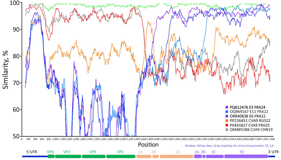 Similarity plot of complete CVA9 genome sequences from a pediatric patient with severe inflammatory cardiomyopathy caused by CVA9, northeastern France, 2024, and from GenBank. We generated the plot by using SimPlot version 3.5.1 (https://mybiosoftware.com/simplot-3-5-1-sequence-similarity-plotting.html). We calculated the pairwise nucleotide similarity between the sequence we obtained (GenBank accession no. PX441804) and all other available CVA9 genomes by using a 200-nt sliding window with a step size of 10-nt. We further analyzed regions showing marked decreases in similarity, suggestive of potential recombination events, by using BLAST (https://blast.ncbi.nlm.nih.gov), and the most closely related complete genome sequences for each region were included in the SimPlot analysis. Green indicates CVA9 isolates from France collected in 2024 and red those from 2025. A CVA9 isolate from China (2019) is shown in gray, and a 2022 Russian isolate is shown in orange. Echovirus reference sequences from France are also included: E3 (2024) in purple, E6 (2022) in dark blue, and E11 (2022) in light blue. CVA9, coxsackievirus A9; E, echovirus; VP, viral protein; UTR, untranslated region.