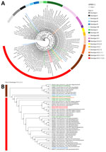 Phylogenetic analysis of fusion gene sequences of PPMV-1from a human case of fatal PPMV-1encephalitis in France and representative APMV-1 strains. A) We conducted phylogenetic analysis on the basis of the nucleic acid sequence of the F gene by using the maximum-likelihood method with the general time reversible with invariable site plus discrete gamma model substitution and the approximate Bayes test for the branch support analysis. Within class II, each genotype is represented by a different color. Names of sequences of interest are colored: red, PPMV-1/Human/France/2023 from the midbrain and cervical cord; green, APMV-1 strains identified in Columbidae species in France n; blue, known APMV-1 strains that caused fatal pneumonia in humans; orange, 2 strains of APMV-1 that caused encephalitis in humans. B) Class II genotype VI.2.1.1.2 PPMV-1/Human/France/2023 isolate from the patient and close reference sequences. The polybasic cleavage motif 112RRQKRF117 associated with virulent strains is exhibited by all APMV-1 class II, genotype VI, subgenotype 2.1.1.2.2 strains represented in the tree. Represented as a cladogram. Branch node values are branch support as calculated by the approximate Bayes test. GenBank accession numbers are provided. APMV-1, avian paramyxovirus type 1; PPMV-1, pigeon paramyxovirus type 1. 