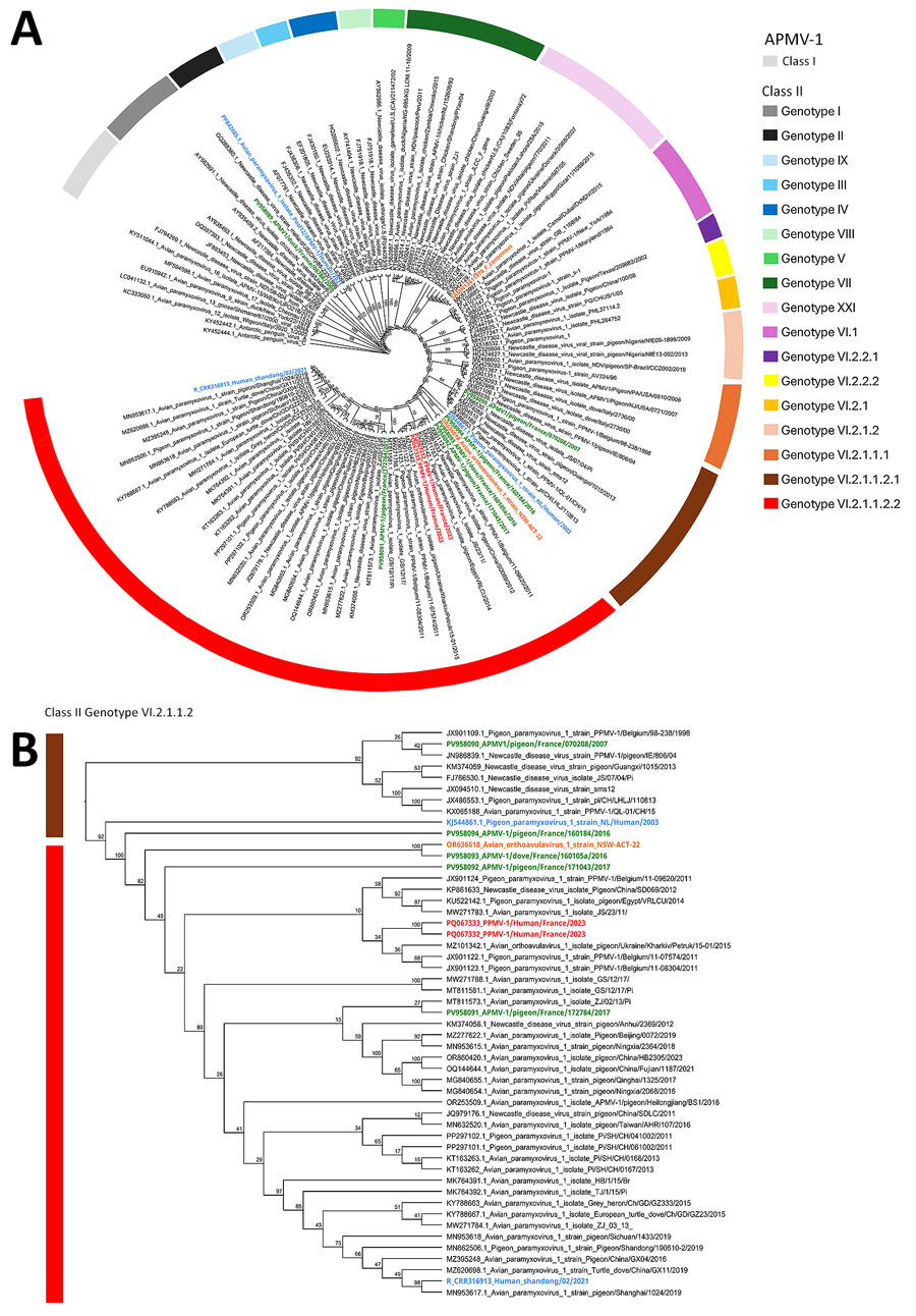 Phylogenetic analysis of fusion gene sequences of PPMV-1from a human case of fatal PPMV-1encephalitis in France and representative APMV-1 strains. A) We conducted phylogenetic analysis on the basis of the nucleic acid sequence of the F gene by using the maximum-likelihood method with the general time reversible with invariable site plus discrete gamma model substitution and the approximate Bayes test for the branch support analysis. Within class II, each genotype is represented by a different color. Names of sequences of interest are colored: red, PPMV-1/Human/France/2023 from the midbrain and cervical cord; green, APMV-1 strains identified in Columbidae species in France n; blue, known APMV-1 strains that caused fatal pneumonia in humans; orange, 2 strains of APMV-1 that caused encephalitis in humans. B) Class II genotype VI.2.1.1.2 PPMV-1/Human/France/2023 isolate from the patient and close reference sequences. The polybasic cleavage motif 112RRQKRF117 associated with virulent strains is exhibited by all APMV-1 class II, genotype VI, subgenotype 2.1.1.2.2 strains represented in the tree. Represented as a cladogram. Branch node values are branch support as calculated by the approximate Bayes test. GenBank accession numbers are provided. APMV-1, avian paramyxovirus type 1; PPMV-1, pigeon paramyxovirus type 1. 