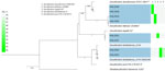 Phylogenetic tree of 8 Desulfovibrio isolates from study of Desulfovibrio bacteremia at a tertiary-care hospital in Japan, 2020–2025. Tree is based on 16S rRNA gene sequences and ANI heatmap and dendrogram comparing study isolates (numbers at left, defined in the key) with type or reference genomes. Cells are colored by ANI (%) on a fluorescent-green gradient; higher identity appears brighter. Blue shading indicates study isolates. Light blue shading indicates previously reported D. fairfieldensis isolates (FH 26001/95 and D4). Superscript T indicates type strains. Scale bar indicates number of substitutions per site. ANI, average nucleotide identity.
