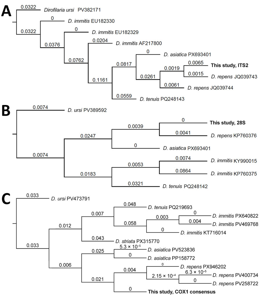 Dirofilaria repens phylogenetic trees from study of ocular dirofilariasis in California, USA. A) ITS gene sequences; B) 28S gene sequences C) COX1 gene sequences. All 3 marker gene comparisons confirmed the study sample belonged to D. repens. Genbank accession numbers are indicated. Branch numbers indicate nucleotide substitutions per site. ITS, internal transcribed spacer. 